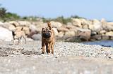 SHAR-PEI 349